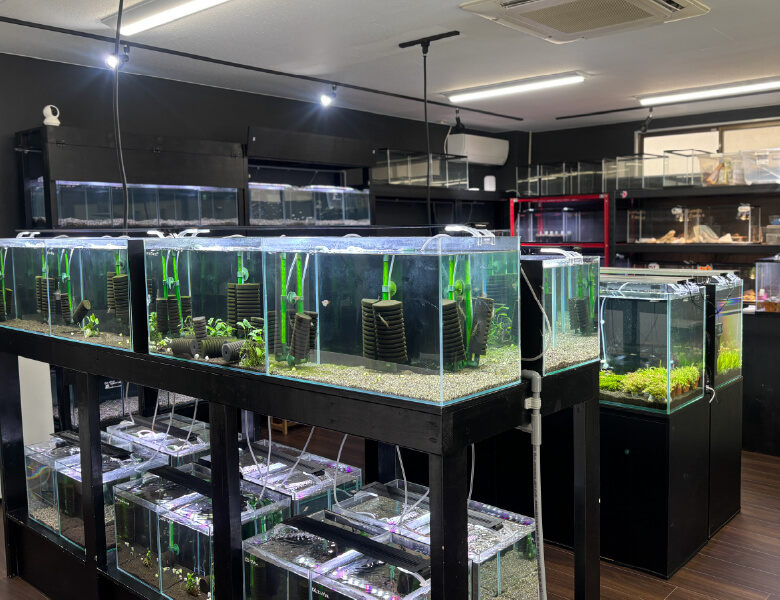 展示水槽の写真